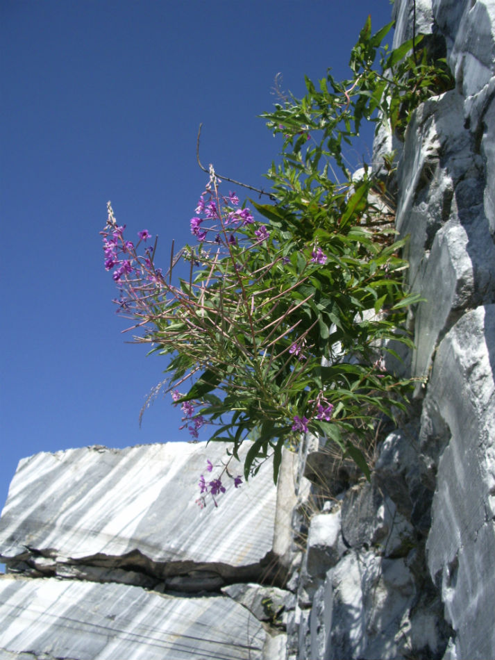 IMGP7349.jpg