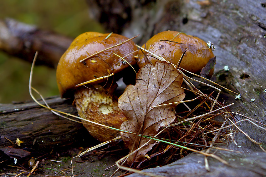 DSC09716.JPG