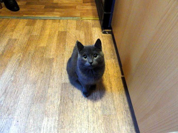 кот к.jpg