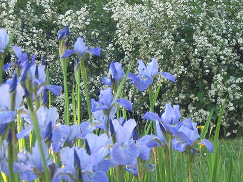 nature078.jpg