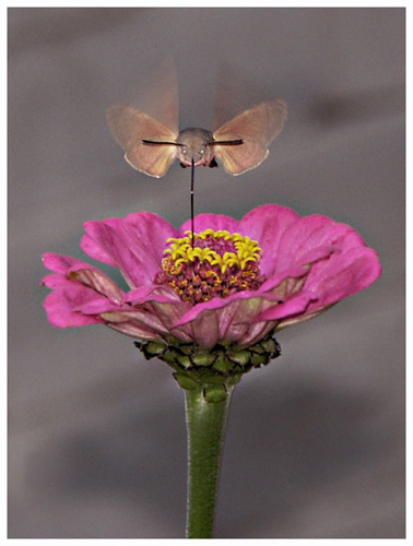 nature070.jpg