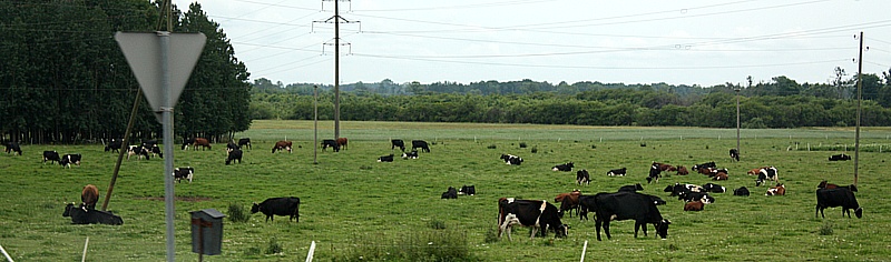 IMG_7862cow.jpg